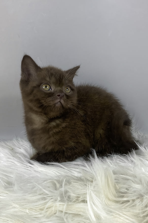 Garfield | British Shorthair Kitten