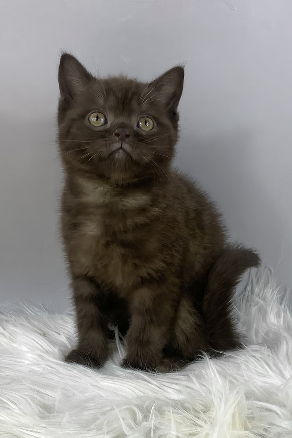Garfield | British Shorthair Kitten