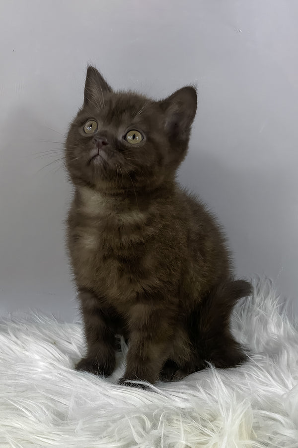 Garfield | British Shorthair Kitten