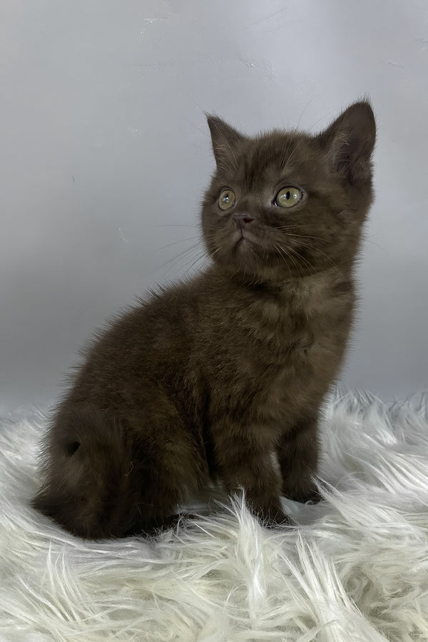 Garfield | British Shorthair Kitten