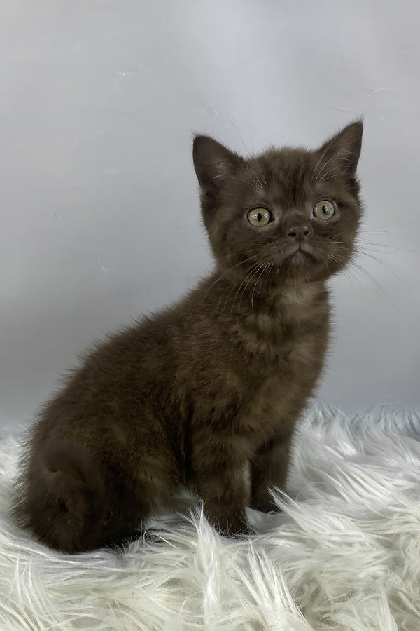 Garfield | British Shorthair Kitten