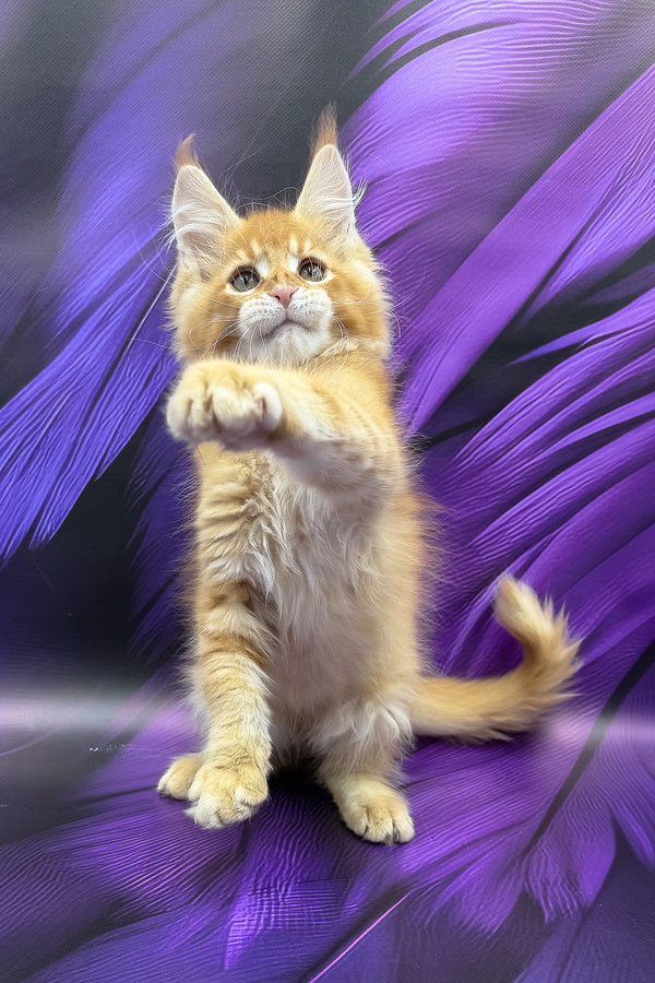 Garfield | Maine Coon Kitten