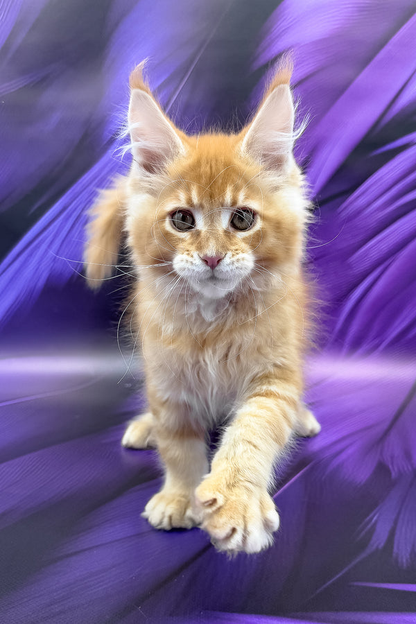 Garfield | Maine Coon Kitten