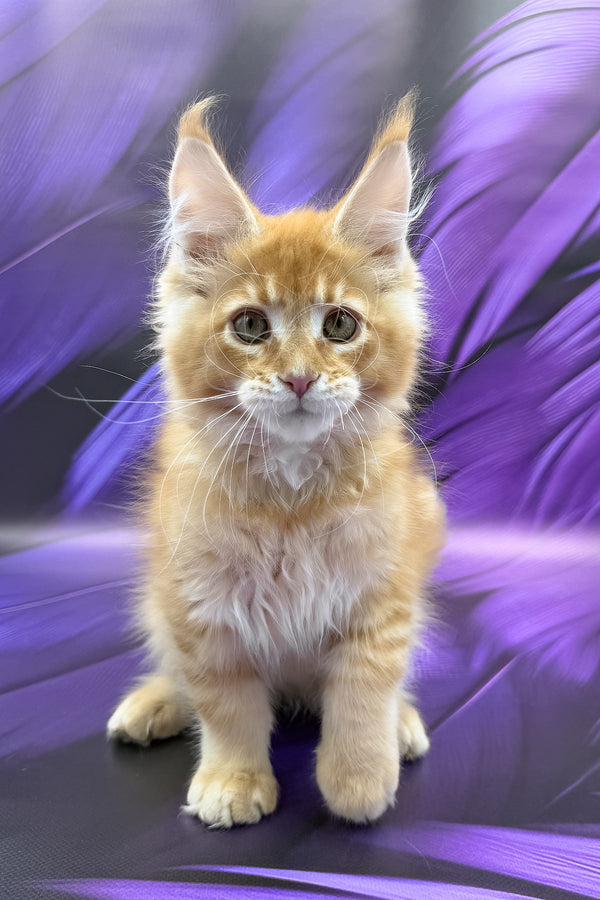 Garfield | Maine Coon Kitten