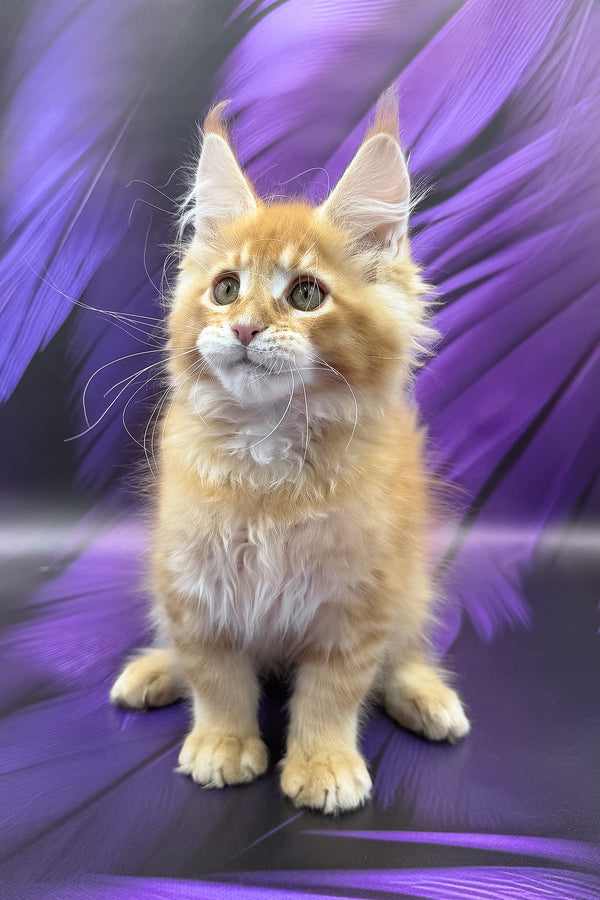 Garfield | Maine Coon Kitten