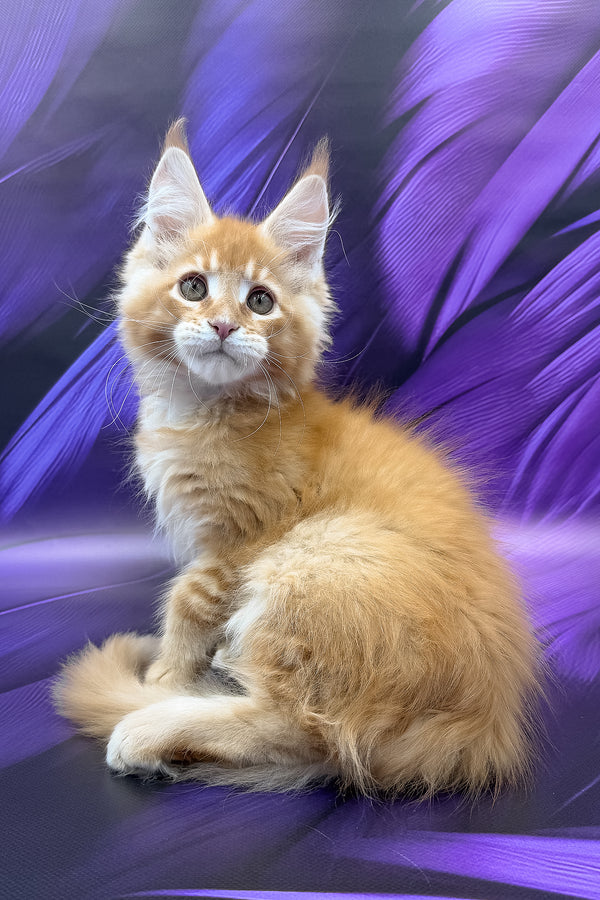 Garfield | Maine Coon Kitten