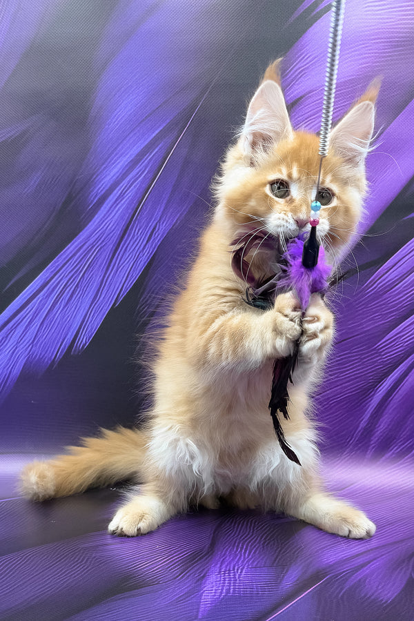 Garfield | Maine Coon Kitten