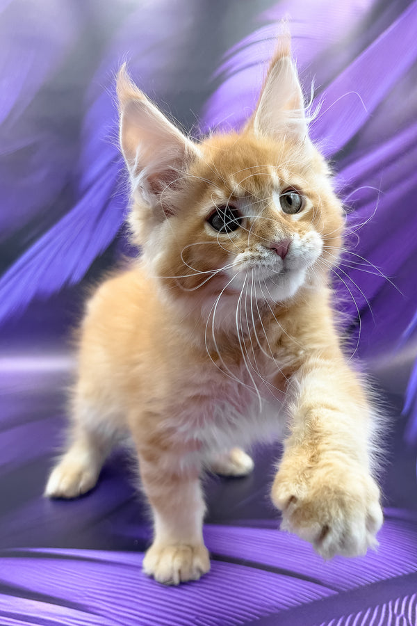 Garfield | Maine Coon Kitten