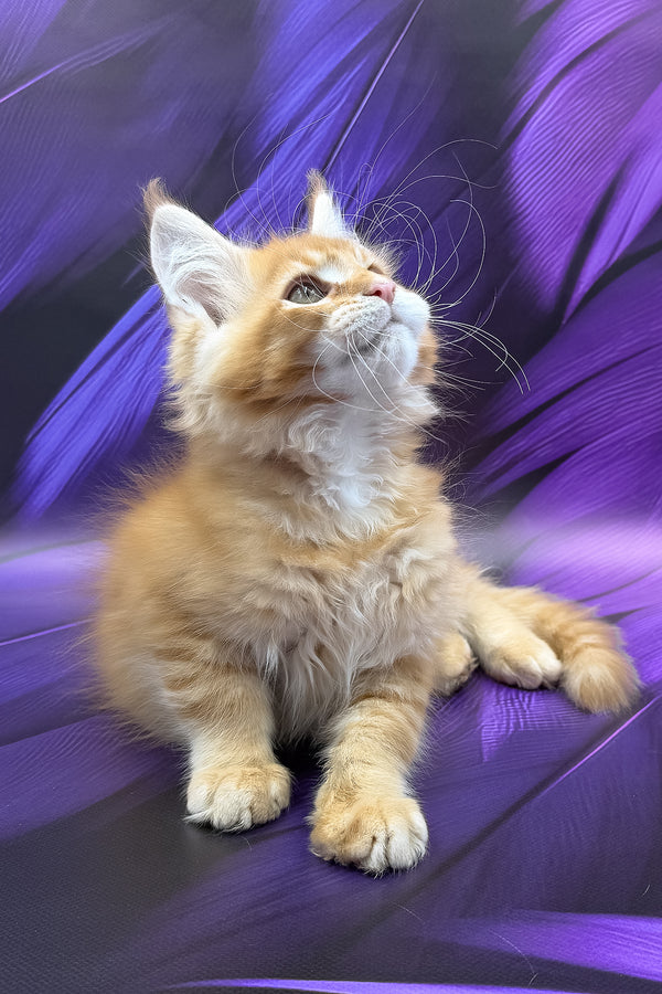 Garfield | Maine Coon Kitten