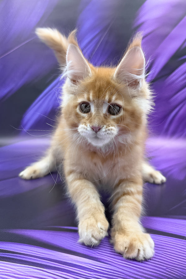 Garfield | Maine Coon Kitten