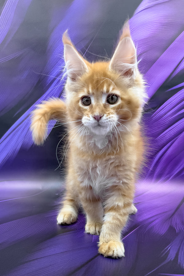 Garfield | Maine Coon Kitten
