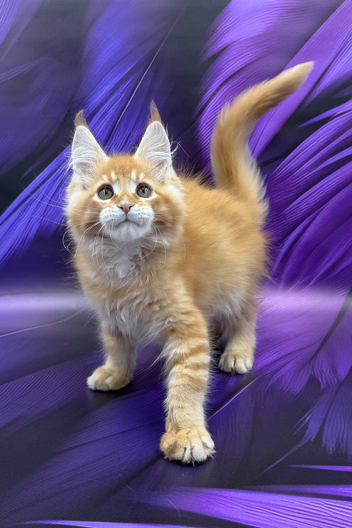 Garfield | Maine Coon Kitten