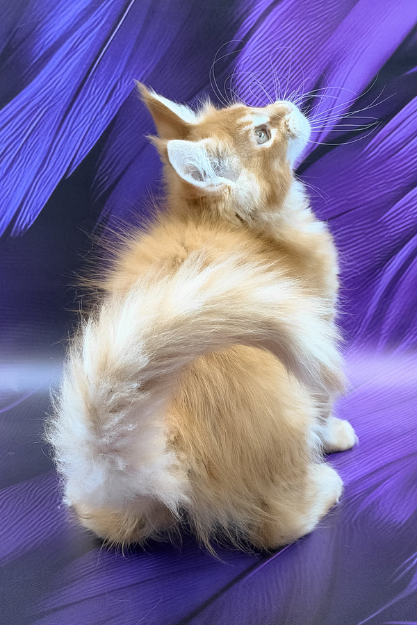 Garfield | Maine Coon Kitten