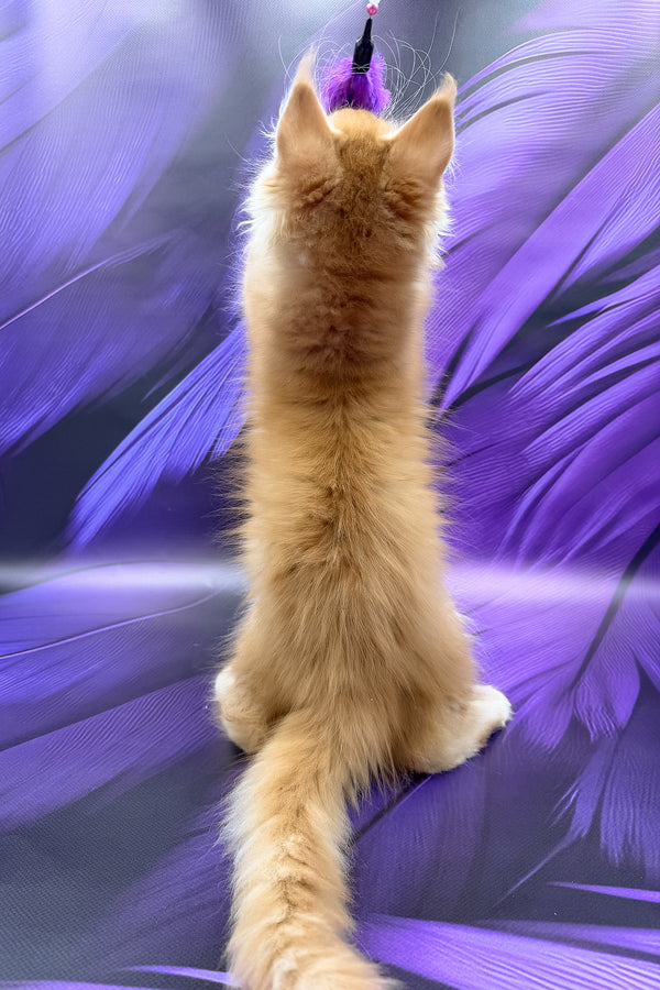 Garfield | Maine Coon Kitten