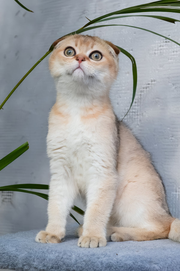 Garfild | Scottish Fold Kitten