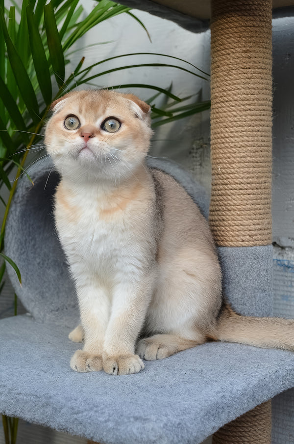 Garfild | Scottish Fold Kitten