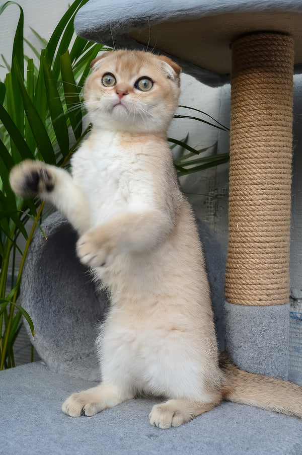Garfild | Scottish Fold Kitten