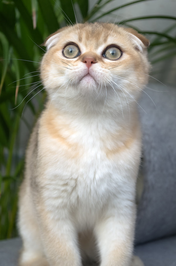 Garfild | Scottish Fold Kitten