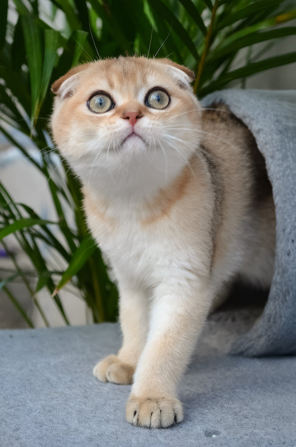 Garfild | Scottish Fold Kitten