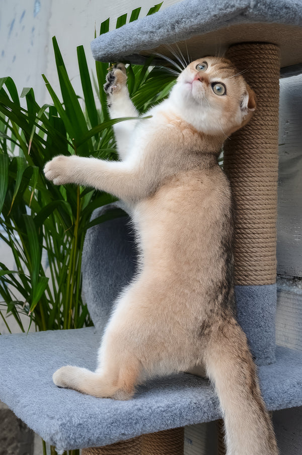 Garfild | Scottish Fold Kitten