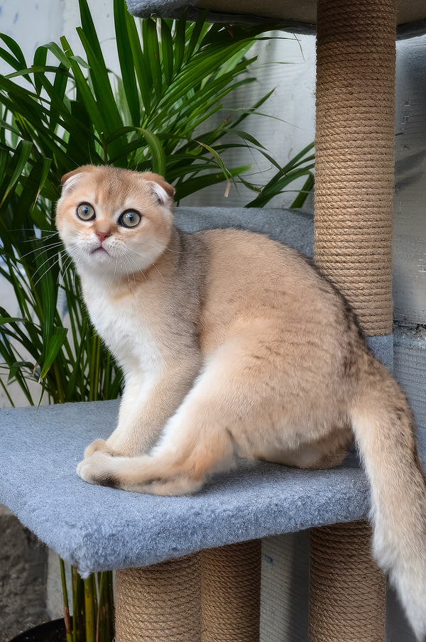 Garfild | Scottish Fold Kitten