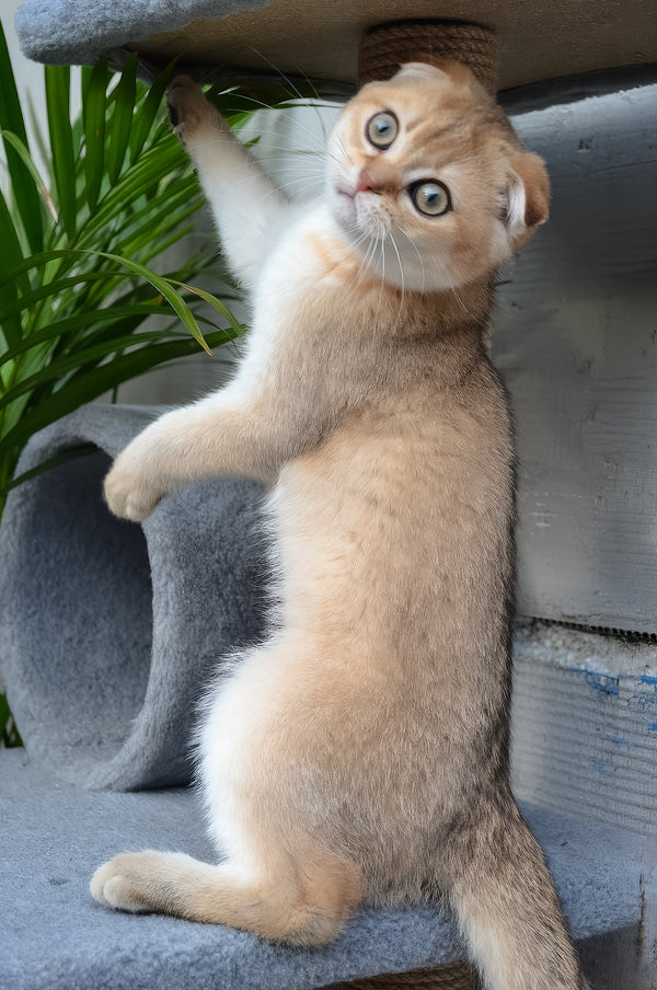 Garfild | Scottish Fold Kitten