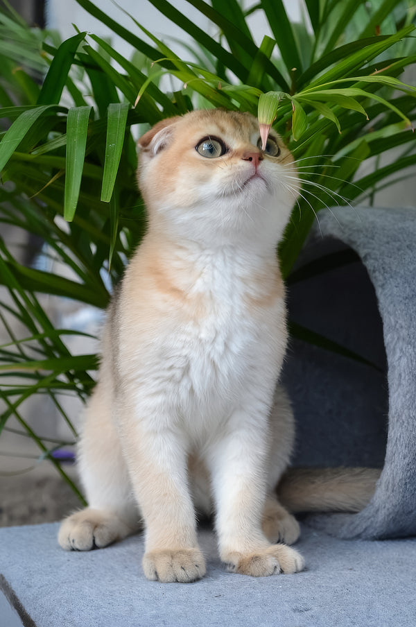 Garfild | Scottish Fold Kitten