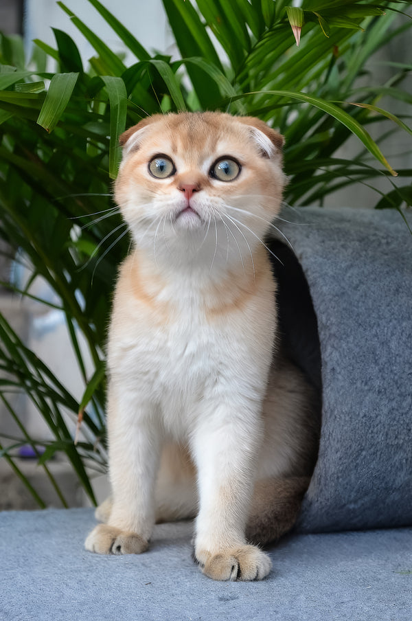 Garfild | Scottish Fold Kitten