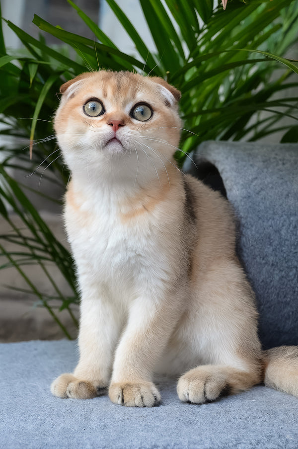 Garfild | Scottish Fold Kitten
