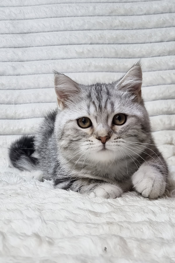 A fluffy silver scottish straight kitten with striking green eyes and white chest resting on a soft surface
