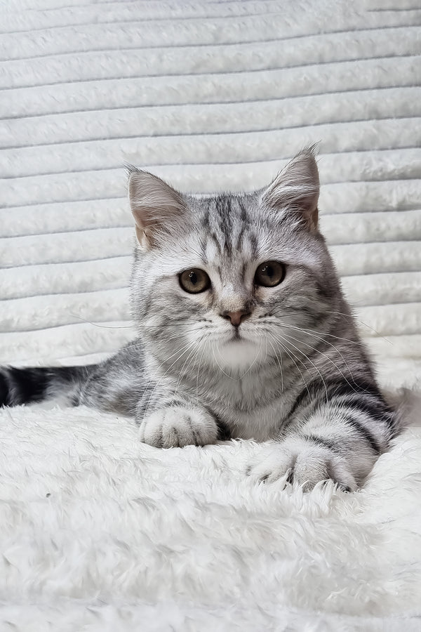 A fluffy silver scottish straight kitten with brown eyes and soft striped fur resting on a white textured surface