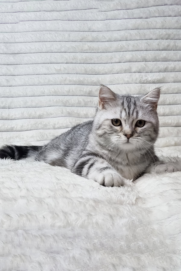 A fluffy silver black smoke blotched scottish straight kitten lounging on a plush white surface for purebred kitties fans