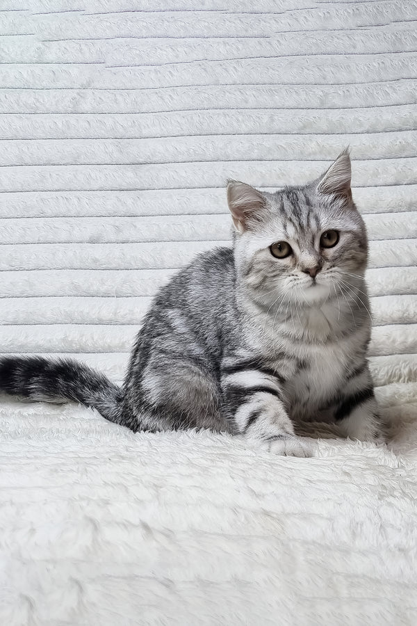 A fluffy silver scottish straight kitten with striking green eyes sits on a soft white surface among purebred kitties