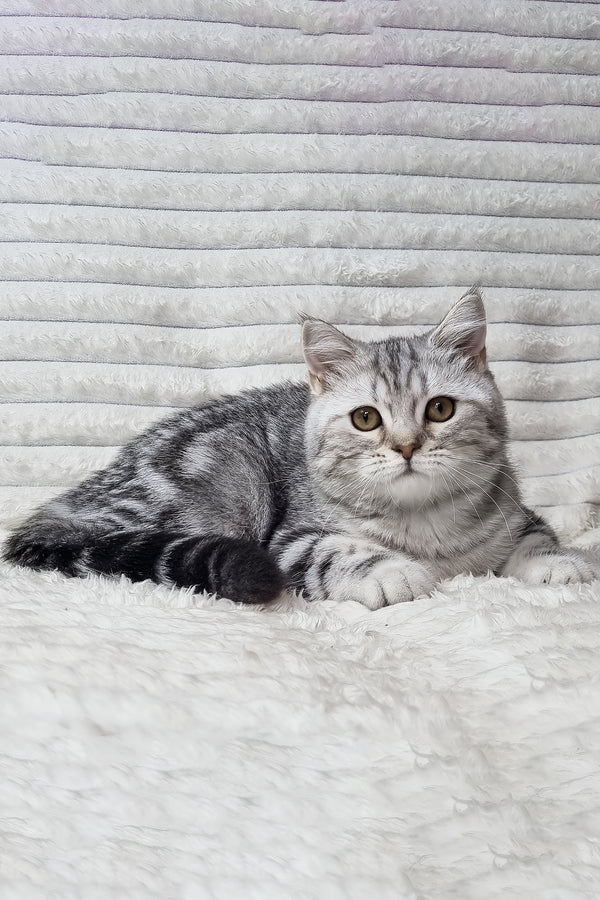Gary the scottish straight purebred kitten is a fluffy silver black smoke blotched tabby with green eyes lounging on white