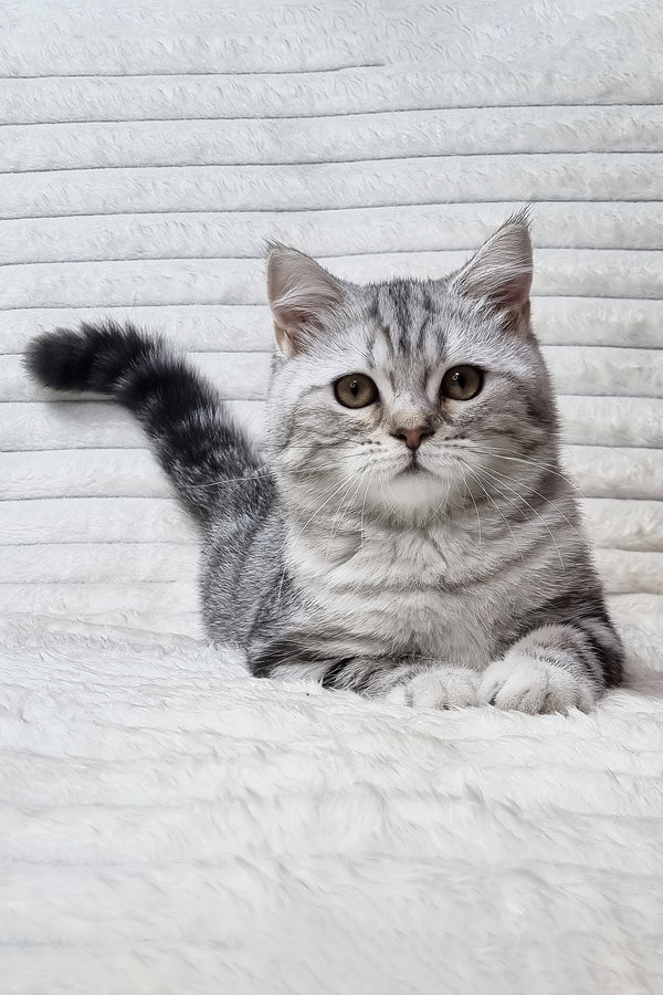 Gary the scottish straight kitten is a fluffy silver black smoke blotched tabby with green eyes resting on white textured surface