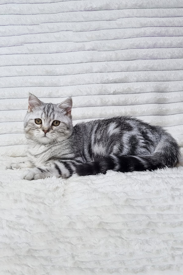 Gary scottish straight kitten with sleek silver tabby fur and striking green eyes on plush white surface purebred kitties