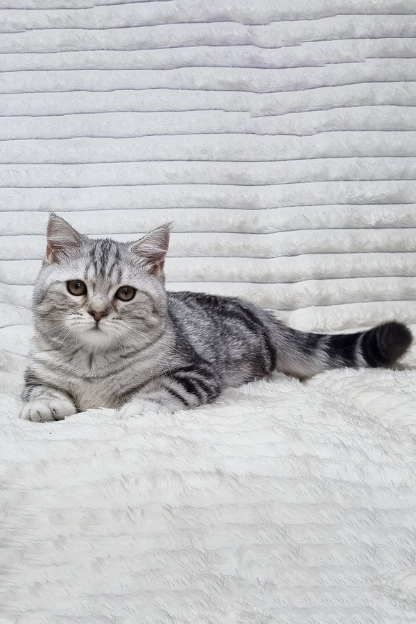 Gary the scottish straight kitten is a fluffy silver tabby with green eyes lounging on a soft white surface