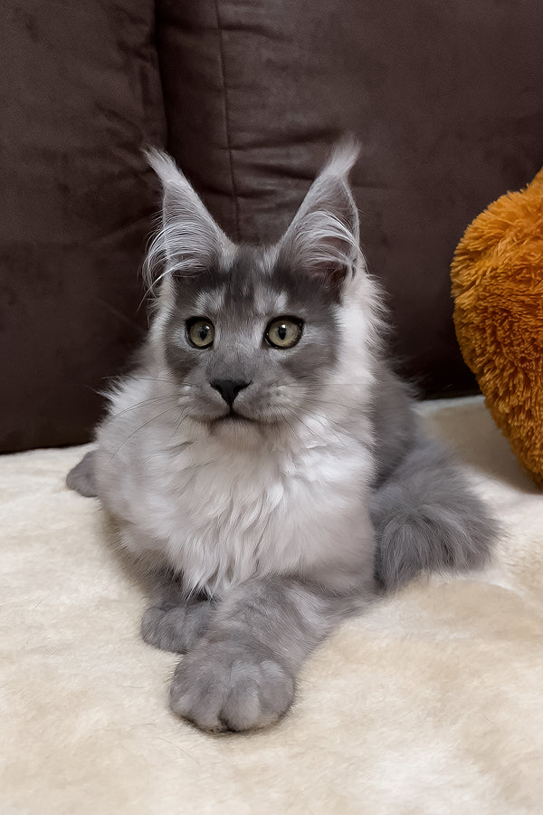 Gavry | Maine Coon Kitten
