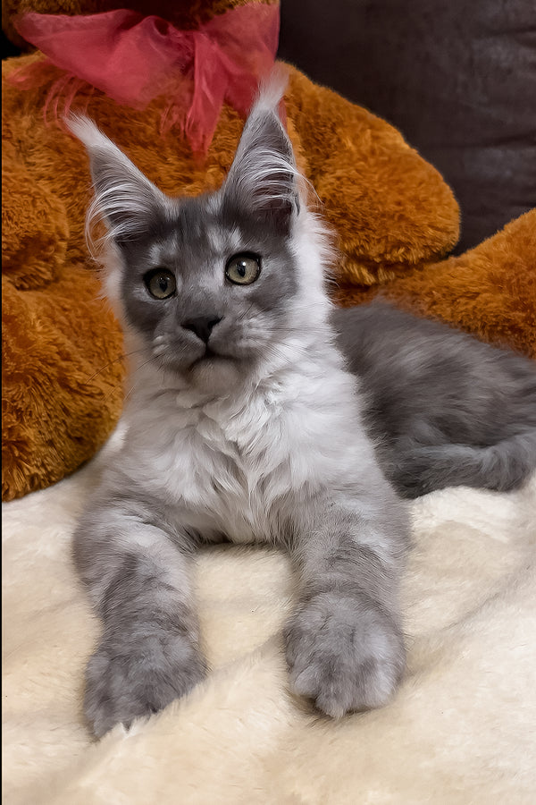 Gavry | Maine Coon Kitten