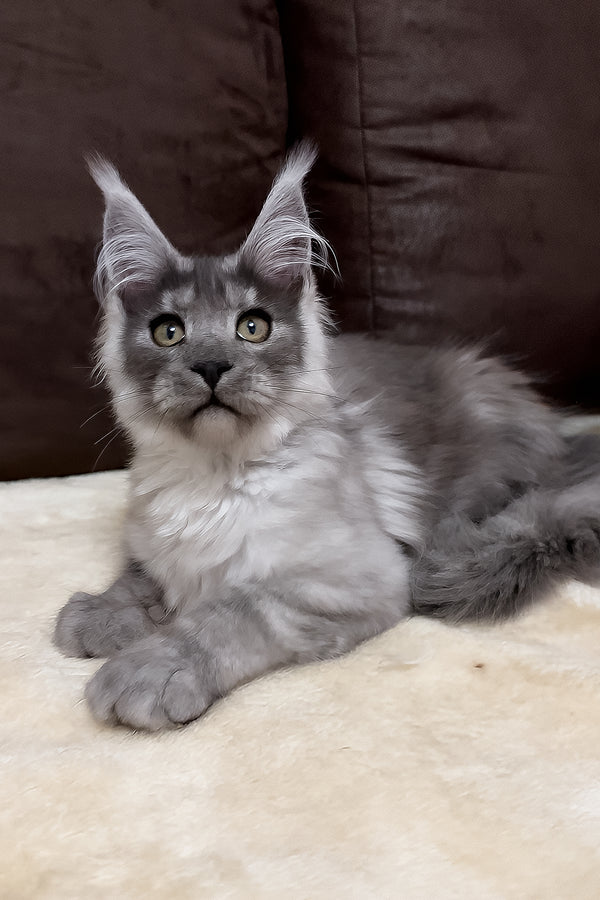 Gavry | Maine Coon Kitten