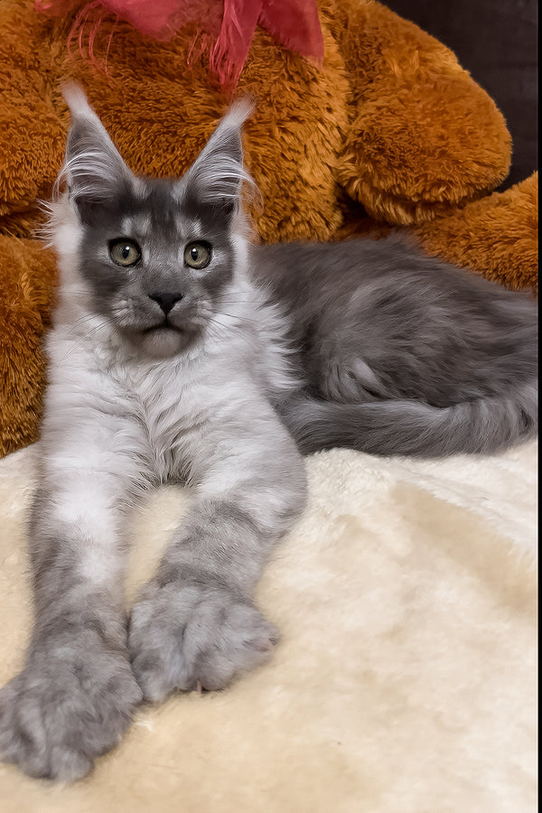 Gavry | Maine Coon Kitten
