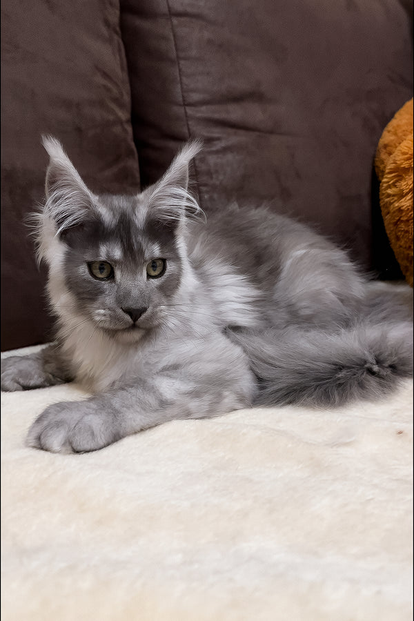 Gavry | Maine Coon Kitten
