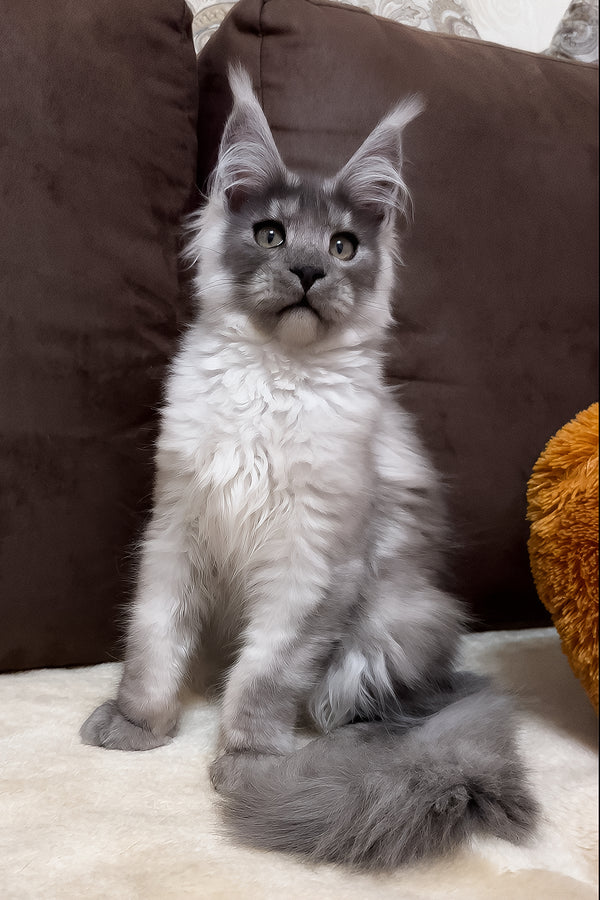 Gavry | Maine Coon Kitten