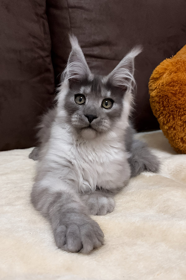 Gavry | Maine Coon Kitten