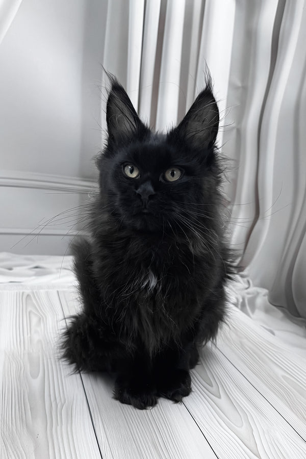 Gaya | Maine Coon Kitten