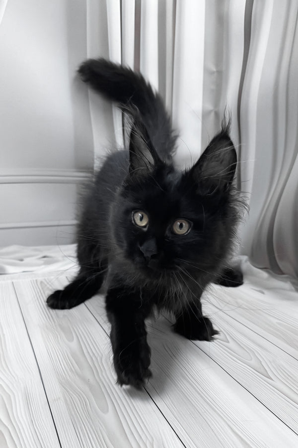 Gaya | Maine Coon Kitten