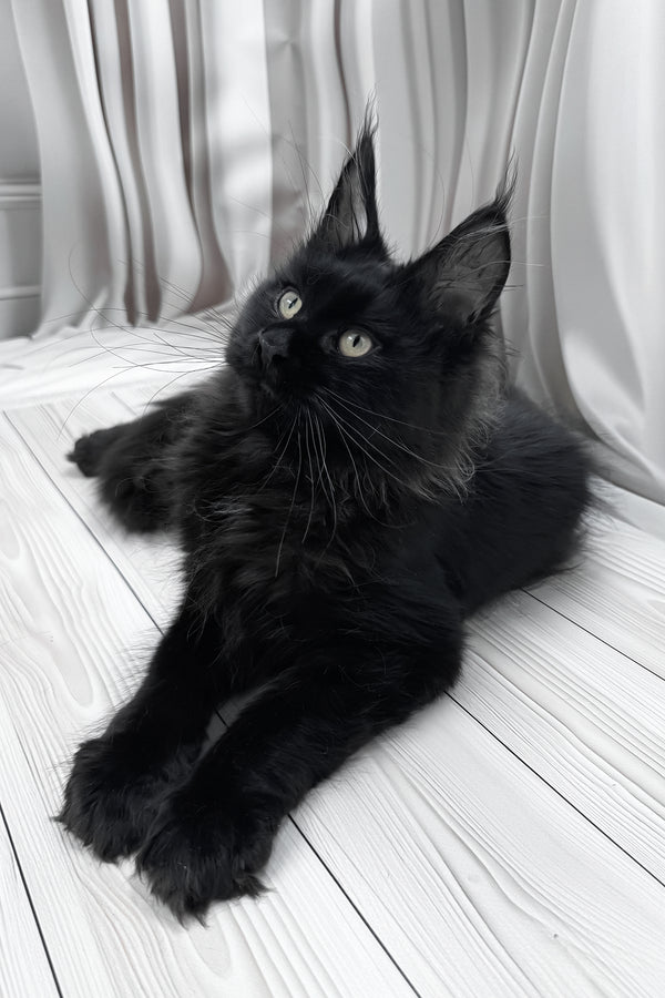 Gaya | Maine Coon Kitten