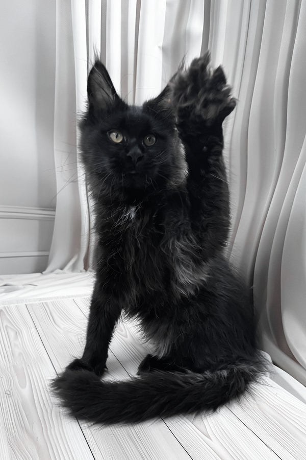 Gaya | Maine Coon Kitten