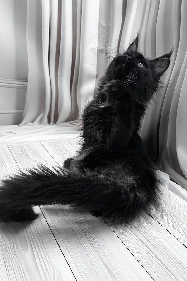 Gaya | Maine Coon Kitten