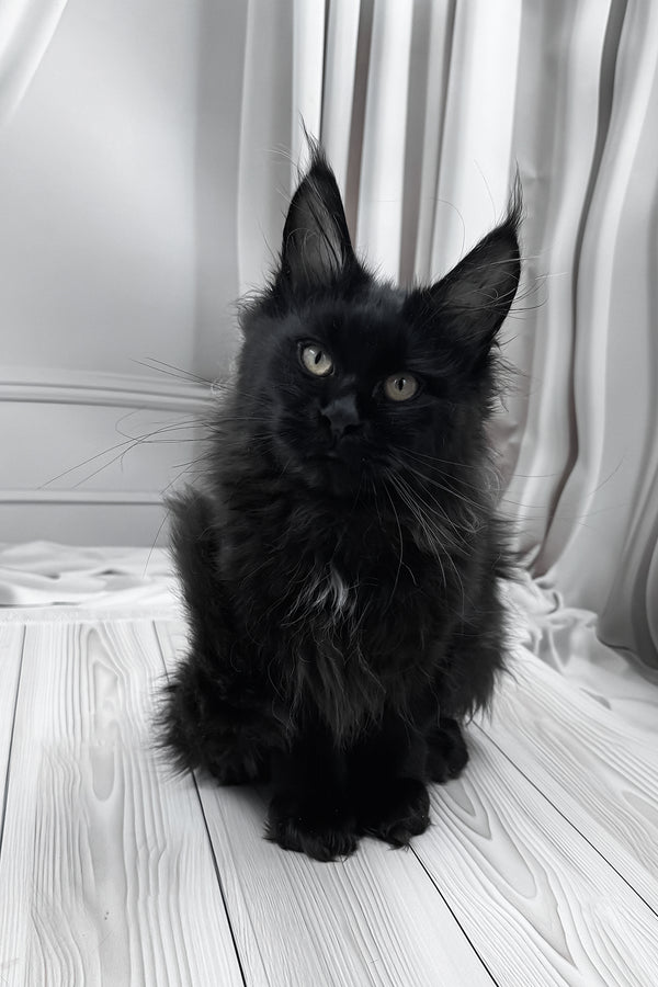 Gaya | Maine Coon Kitten